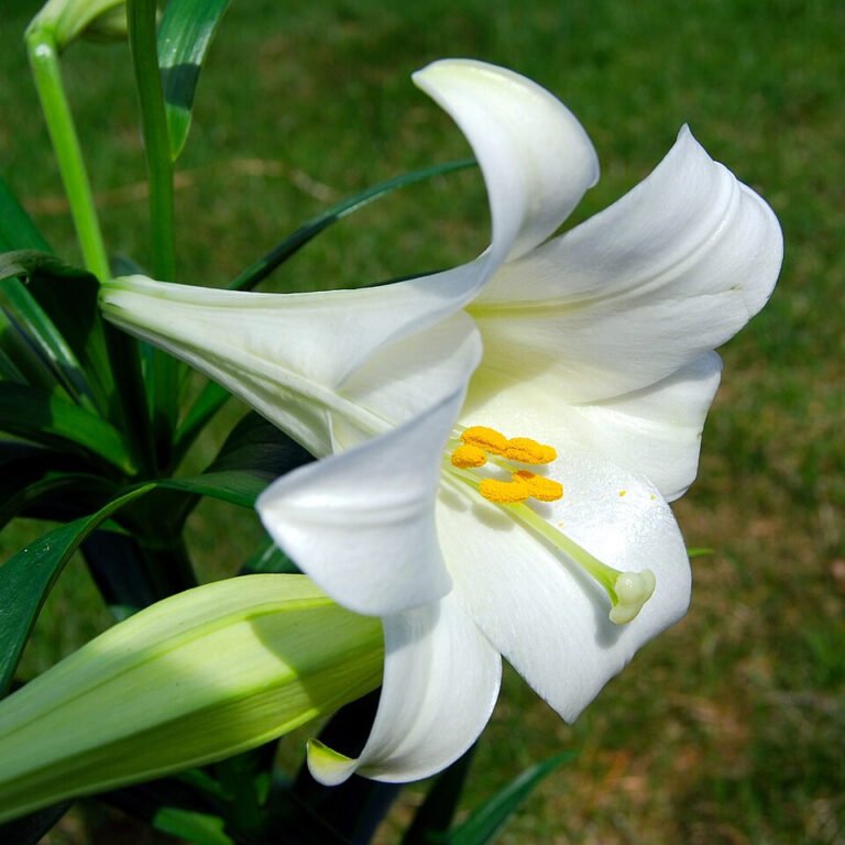 White Lilium longiflorum trumpet flowers