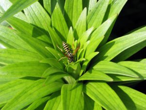 A paper wasp resting among green lily leaves