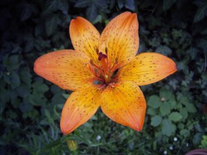 Orange Lilium bulbiferum flower with dark markings