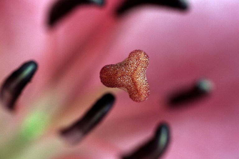Close view of a pink lily stigma and anthers