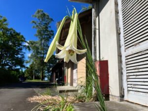 Trumpet lily hybrid flowering beside a building