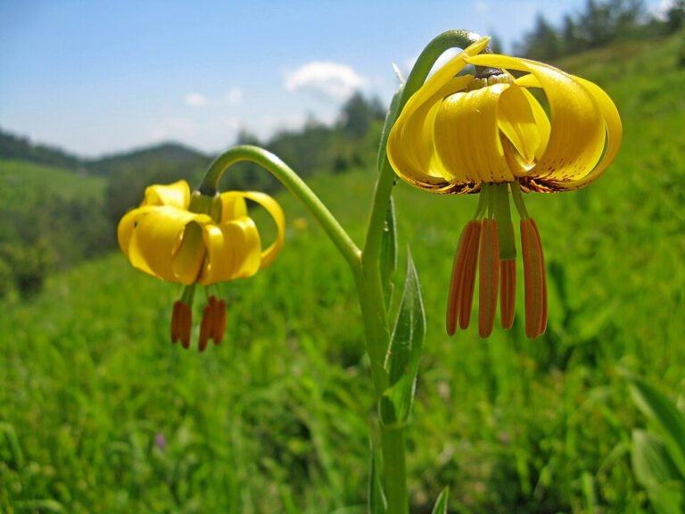Wild yellow lilies with recurved flower segments