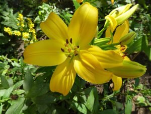 Yellow garden Lilium flower among green leaves