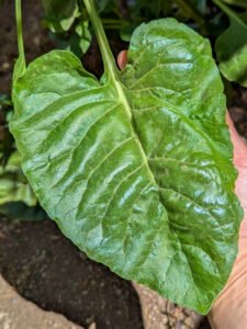 A broad green leaf beet leaf with pale branching veins