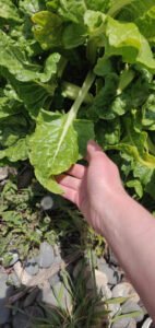 Green leaf beet foliage with a pale stalk held for scale
