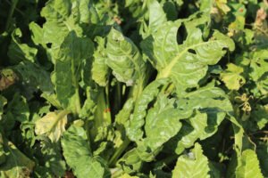 Green leaf beet leaves and pale stems growing outdoors