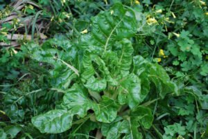 A green leaf beet plant growing among surrounding vegetation
