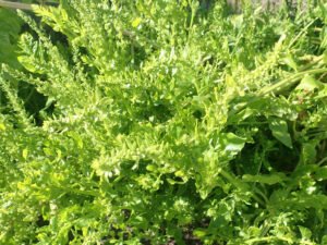 Leaf beet stems bearing branching clusters of small green flowers