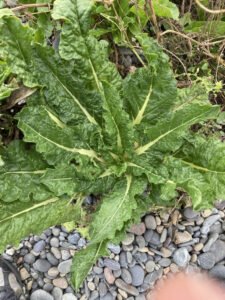 A green leaf beet rosette growing beside pale stones