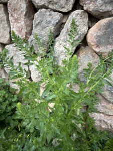 Leaf beet growing beside a dry stone wall
