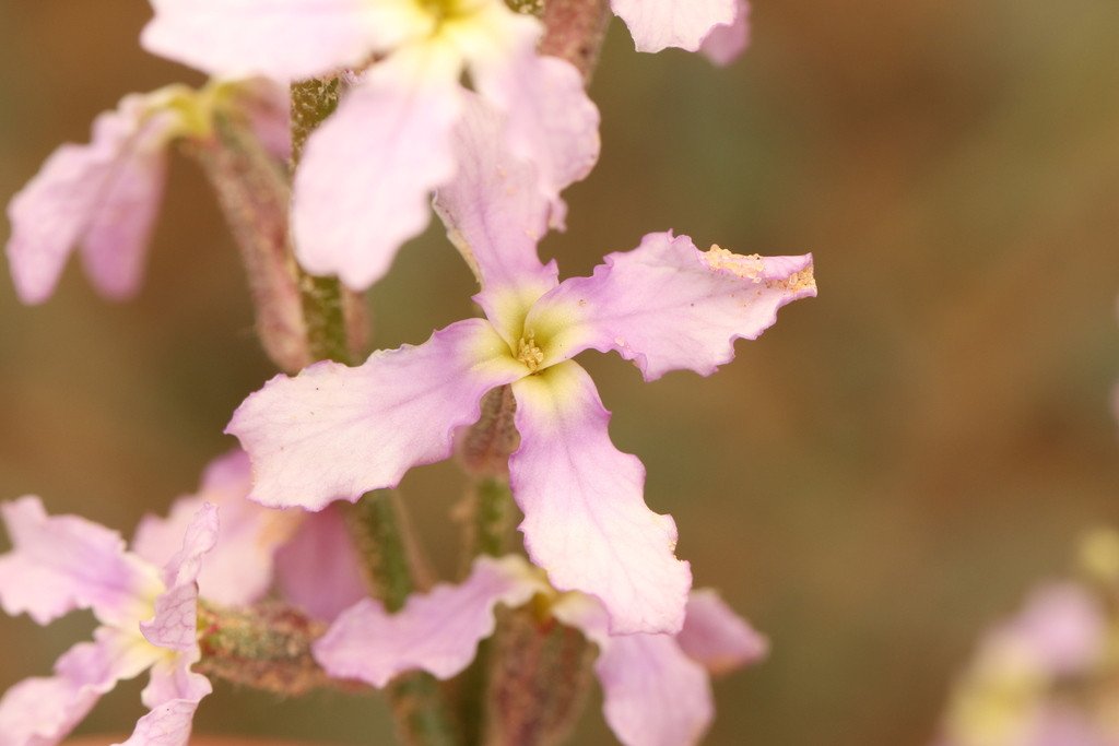 Pale pink night scented stock flowers with four petals