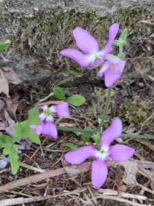 Purple night scented stock flowers on slender green stems