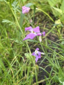 Night scented stock flowers and folded buds on an upright stem