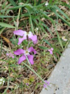 Pink purple night scented stock flowers beside narrow foliage