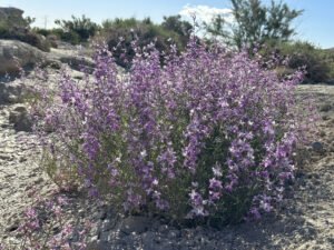 A branching night scented stock plant covered in purple flowers