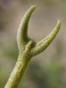 Close view of a night scented stock seed pod with two hornlike tips