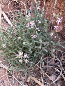 Narrow grey green night scented stock leaves and small pale flowers