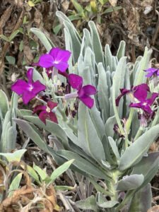 Purple stock flowers above soft grey green foliage
