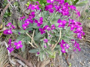 A stock plant carrying many magenta flowers