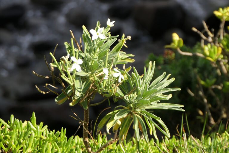White stock flowers above narrow grey green leaves