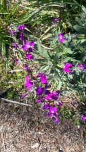 Flowering stock stems with deep pink purple blooms