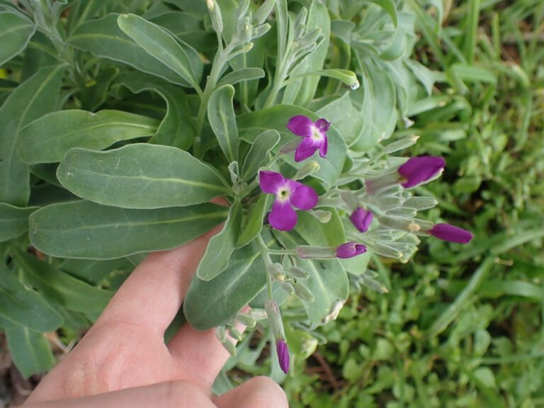 Stock flower buds and purple flowers beside broad grey green leaves