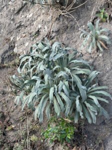 A low stock plant with a dense rosette of silvery leaves