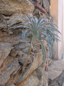 A stock plant growing from a crevice in a stone wall
