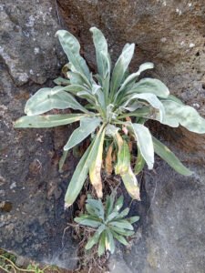 Grey green stock leaves spreading from a short stem beside rock