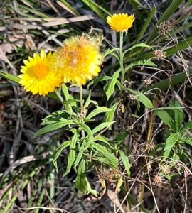 Yellow strawflowers on leafy upright stems