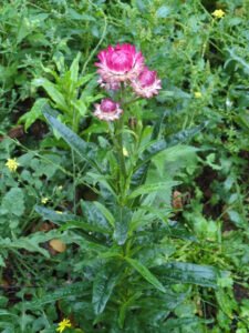 A pink strawflower head above long green leaves