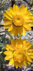 Two yellow strawflower heads viewed from above
