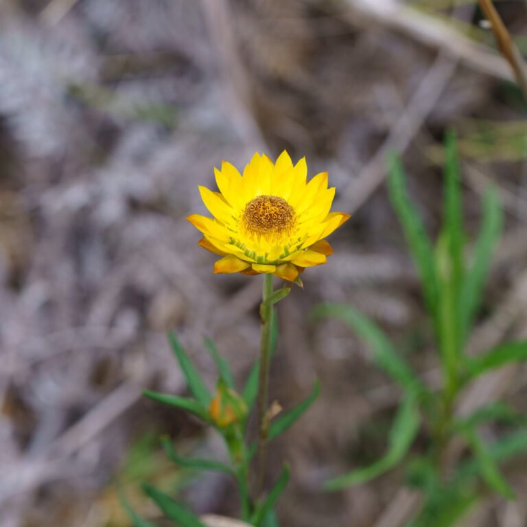A yellow strawflower on a slender leafy stem