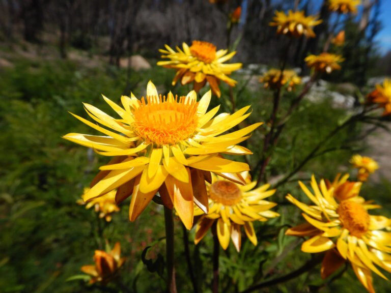 Golden yellow strawflowers with papery pointed bracts