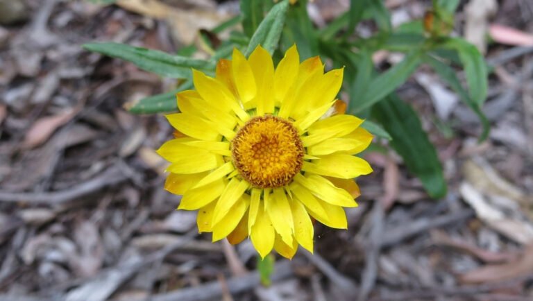 Close view of a yellow strawflower and its orange central disc