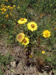 Yellow strawflowers growing in a dry grassy setting