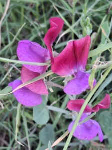 Bicoloured sweet pea flowers with burgundy and purple petals