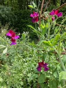 Flowering sweet pea stems with burgundy pink blooms and green tendrils