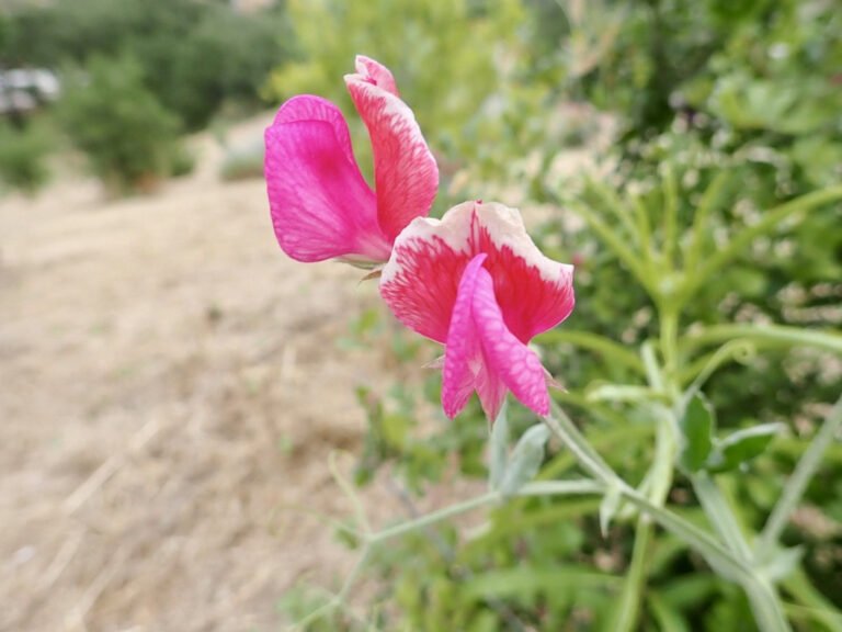 A pink and white sweet pea flower on a slender stem