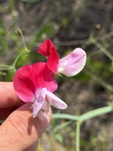 Pink and white sweet pea flowers held beside a hand