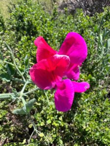 Vivid magenta sweet pea flowers on an upright stem
