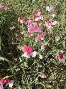 A patch of sweet peas carrying many pink and white flowers