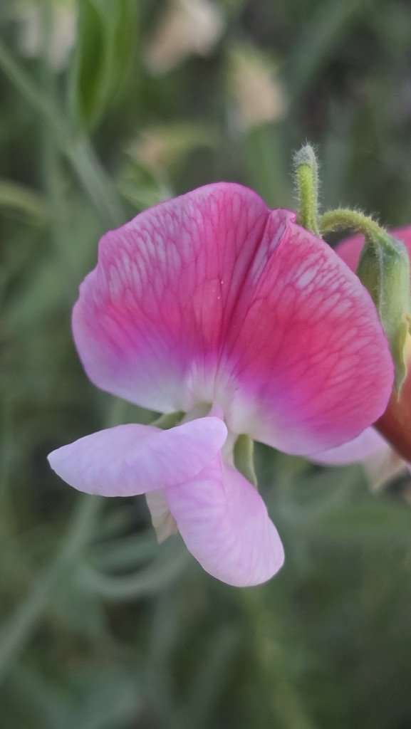 Close view of a pink sweet pea flower with pale lower petals