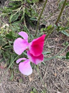 A pink and magenta sweet pea flower among climbing stems