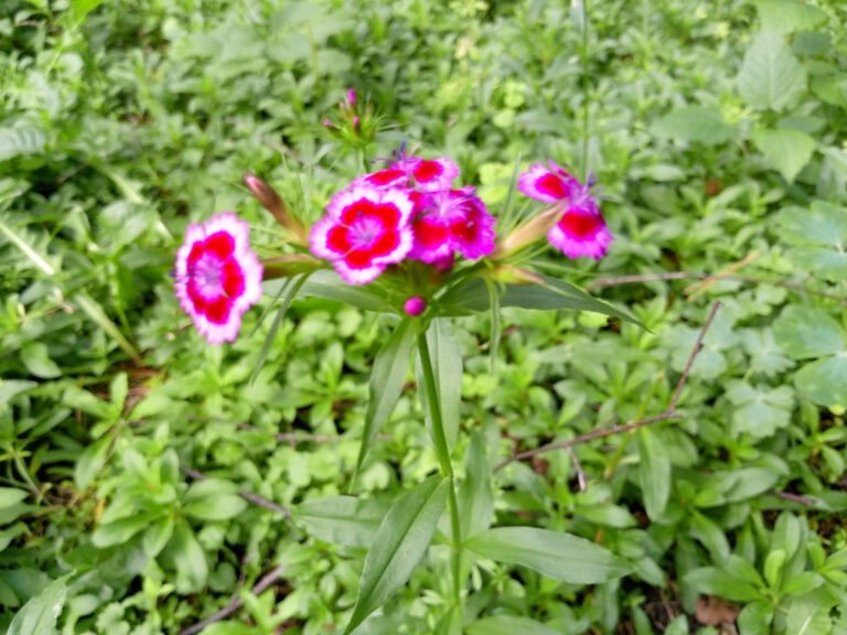 Sweet William flowers with dark pink centres and pale petal margins