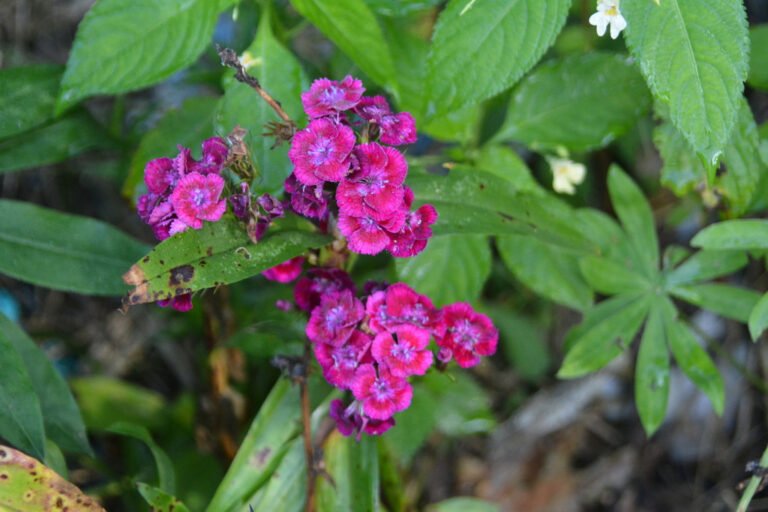 Deep pink Sweet William flower clusters above green leaves