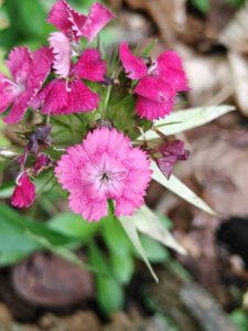 Pink Sweet William flowers with fringed petal edges