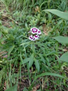 A small bicoloured Sweet William flower cluster above leafy stems