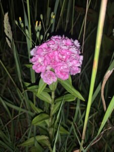 A rounded pale pink Sweet William flower cluster on an upright stem