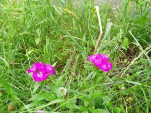 Two bright pink Sweet William flower clusters among grass